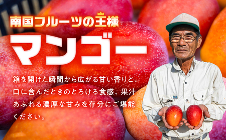 【 2026年 先行予約 】【 訳あり 】 甘い香り の 贈り物 ！ 山下農園 の 完熟アップルマンゴー 1kg （ 2～3玉 ） W063-004-01 わけあり 期間限定 果物 マンゴー