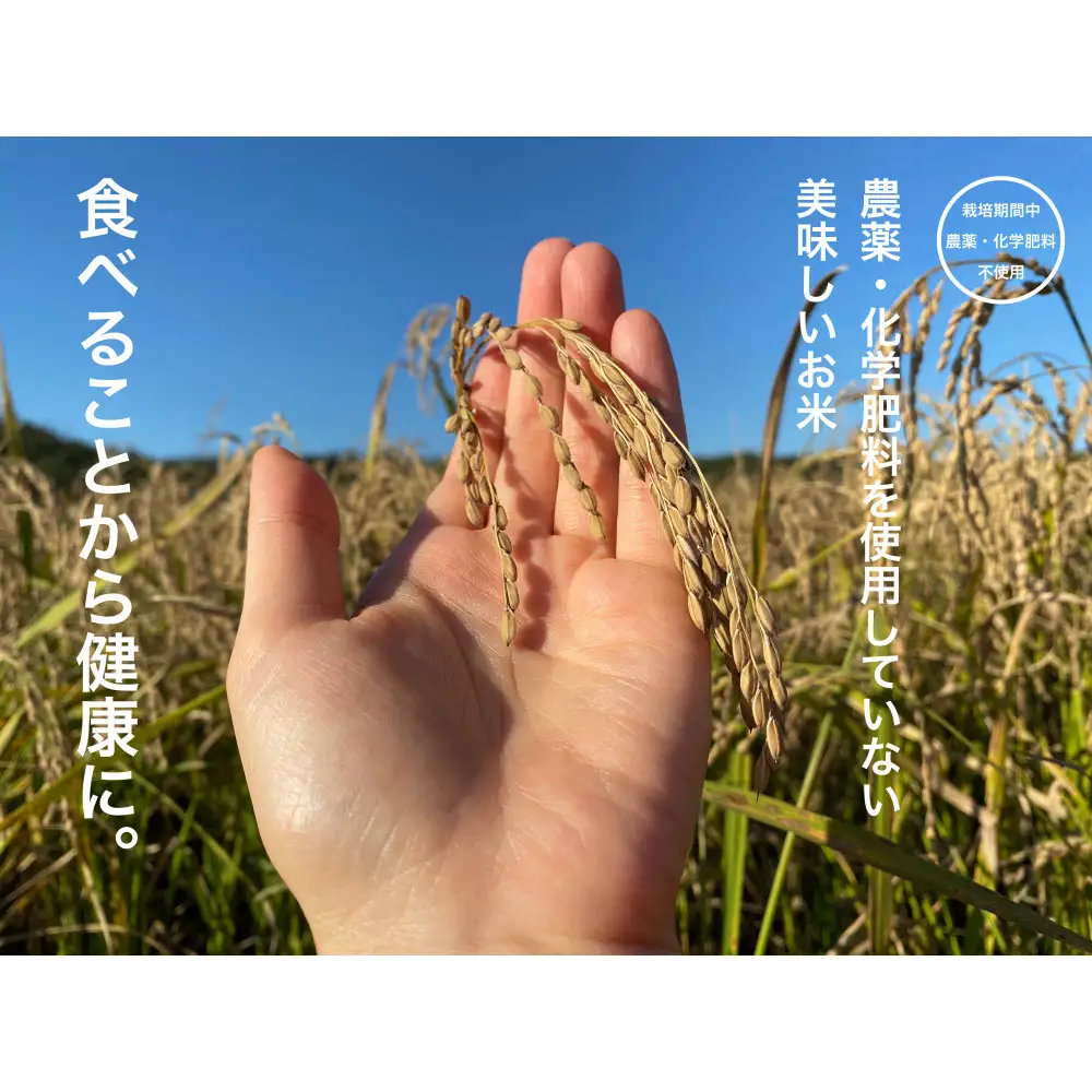 【6ヶ月定期便】【お米番付優秀賞受賞農家】日本一粒の大きいお米『いのちの壱』玄米15kg×6回