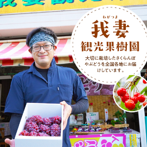 【先行予約】【数量限定】【令和8年産】大粒 ぶどう 詰合せ 4種類 2.5kg 4房 品種おまかせ 2026年9月15日～9月30日頃お届け予定