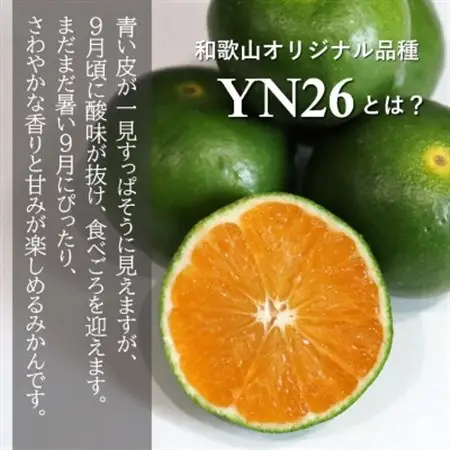 【先行受付】9月からみかんが楽しめる!極早生みかん YN26 約5kg(2026年9月中旬～出荷)【1680031】