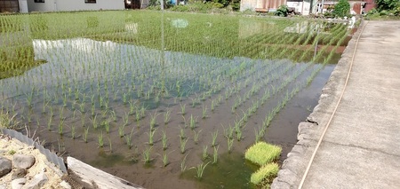 コシヒカリ白米5kg   こめ 精米 1袋 ブランド米 モミで保存 香り 甘い 粘り 山梨県 北杜市  [h331]