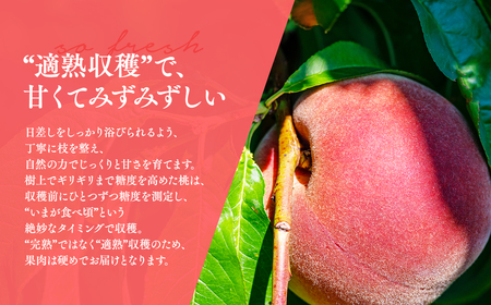 【レビューキャンペーン】【2026年産 先行予約】平川市産川中島白桃 約４㎏(12-16玉)[hi-0064-002]