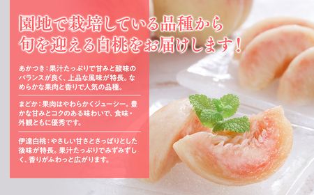 【レビューキャンペーン】【2026年産 先行予約】平川市産白桃 品種お任せ(あかつき/まどか/伊達白桃) 約２㎏(6-8玉)[hi-0064-003]