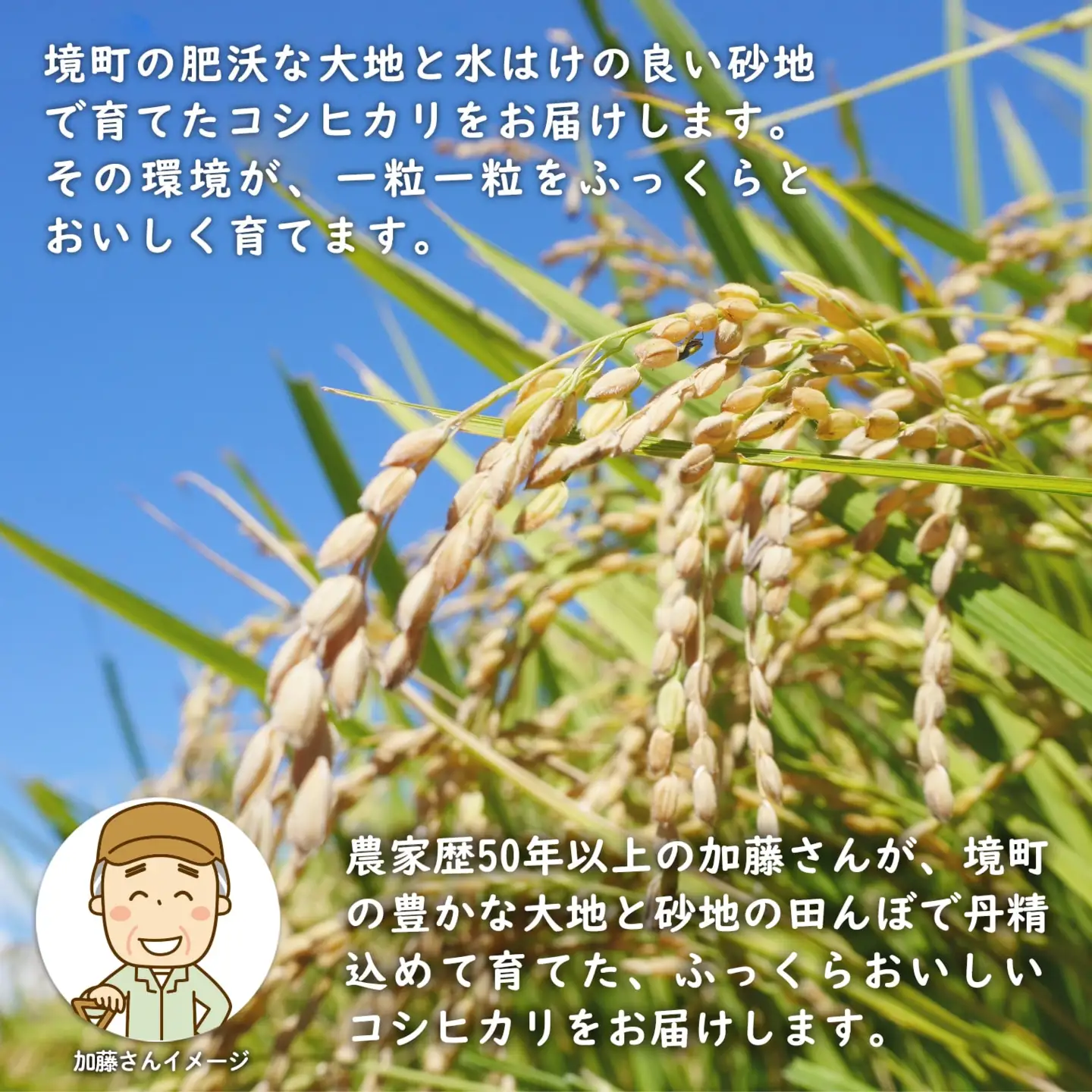 令和7年産 / 白米 《50個限定》　令和7年産 茨城県 境町産 コシヒカリ 5kg 2025年産 S275