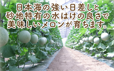 【先行予約】太陽サンサン砂丘地 三里浜のアールスメロン5玉（1玉あたり約1.7～2.0kg）【2026年9月上旬以降順次発送予定】 [B-8301]