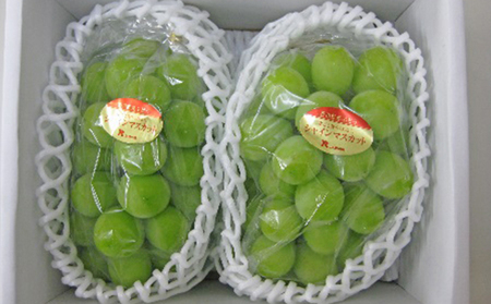 【 小豆島 】島育ち！ハウスシャインマスカット　2房入り 約1.1kg 果物類 ぶどう フルーツ 果物 