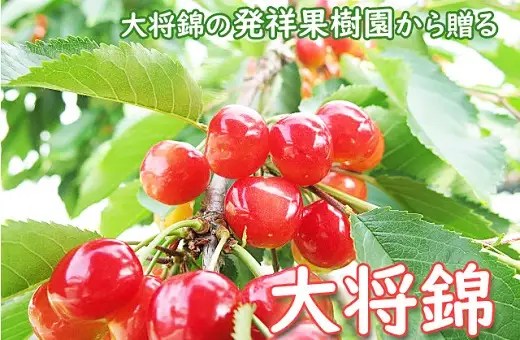 さくらんぼ（大将錦）２００ｇ×２パック　ご家庭用　0075-2602