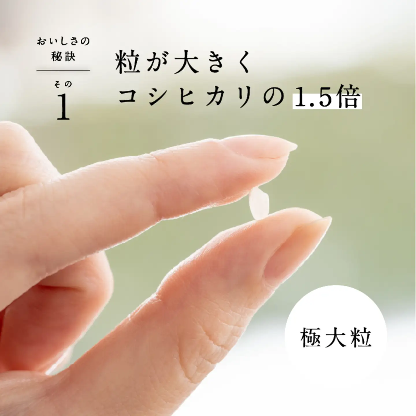 【令和7年産】ピロール農法 宝珠米 いのちの壱