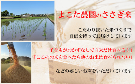 米 こしひかり 令和7年産 コシヒカリ 精米 10kg