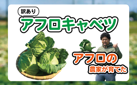 【先行予約】 ドライキャベツ キャベチ 3袋（2026年1月～配送） キャベツ
