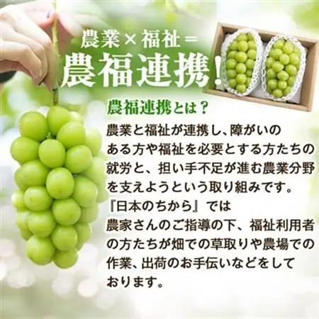 2026年発送【見た目は訳あり?味は満足!】農福連携シャインマスカット計1kg【ご家庭用】【配送不可地域：離島】【1679907】
