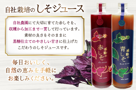 AJ308 感動の赤しそジュース 瓶 720ml 感動の青しそジュース 瓶 720ml [ 長崎県 島原市 ]