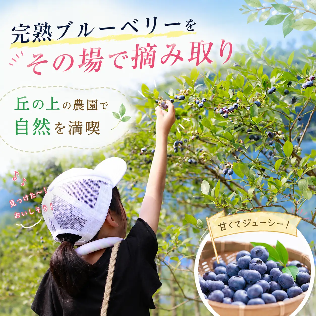 Y1058 丘の上の有機JASブルーベリー農園で1日1組限定（5名様まで）の収穫体験