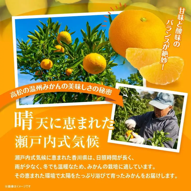 瀬戸内温州みかん（2L～Mサイズ混合）約2.5kg【10月中旬～1月下旬配送予定】 | みかん