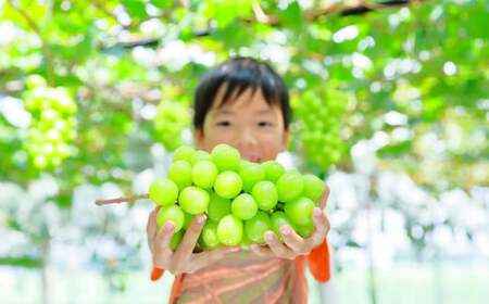 シャインマスカット 約1.5kg（2～3房）【2026年7月下旬～10月下旬迄順次発送予定】果物 フルーツ マスカット ブドウ 葡萄