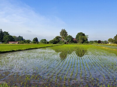 【数量限定】【厳選プレミアム極】白米 銀河のしずく米 10kg 【2320】