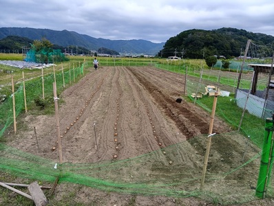 兵庫安心ブランド・キタアカリS～L混合サイズ約5㎏ 栽培期間中農薬・化成肥料不使用 | じゃがいも 野菜 国産 こだわり栽培 兵庫県 上郡町
