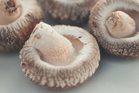 原木しいたけ 1箱 750ｇ きのこ 椎茸 八ヶ岳 湧水 栄養 菌打ち 収穫 料理 冷蔵 山梨県 北杜市 [h356]