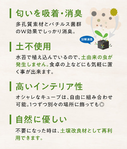 S060-122_キューブ・トゥーリオ　世界初の消臭グリーン(サボテン・多肉植物）