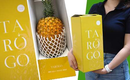 パイナップル ゴールドバレル TARUGO 約1.3～1.5kg（1玉） 黄箱 贈答用