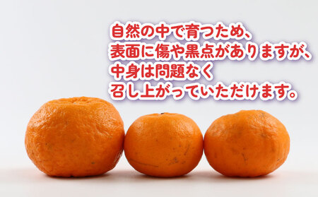 【ポンカン】冬の柑橘 ポンカン 5kg こうの果樹園 B010-182005