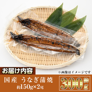 国産 うなぎ 蒲焼 (約150g×2尾) うな重 小分け  真空パック 【AW-92】【丸正水産】