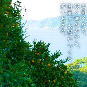 有田みかん 5kg / 和歌山 有田 広川 みかん ミカン 柑橘 果物 くだもの ギフト フルーツ 果実 ※2026年11月中旬〜翌年1月下旬頃に順次発送予定【hkt004-p-5】