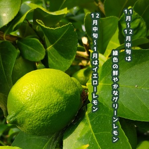 【先行予約】【1kg】真岡市産 ハウス レモン 
