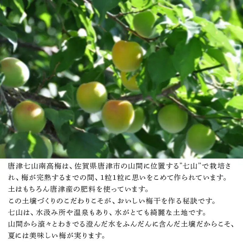 唐津市七山南高梅 はちみつ梅 (500g×1) 梅干し