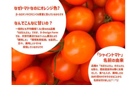 先行予約 【訳あり】 フルーツトマト 約1kg 品種：フルティカ 不揃い 大容量 人気 数量限定 トマト
