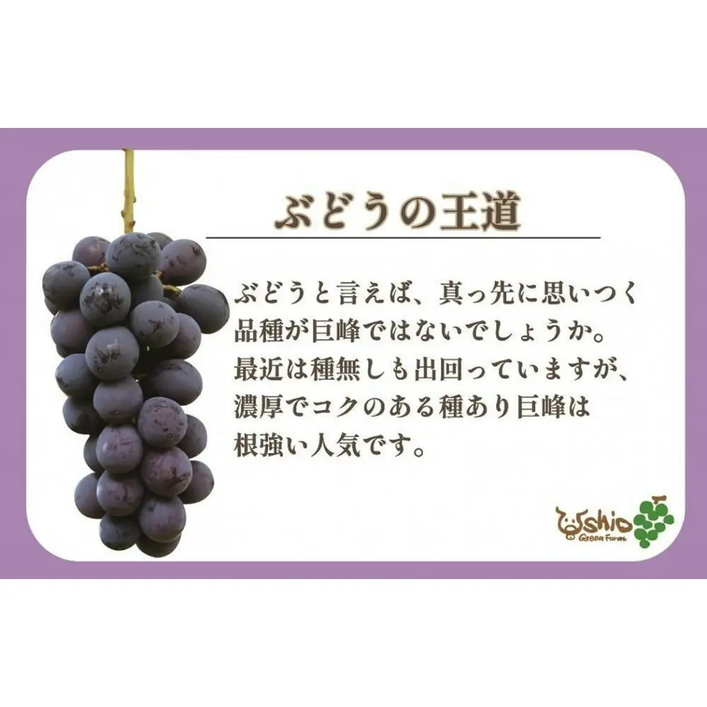 【2026年8月以降順次発送】福岡市産巨峰2000g 5房前後【北海道・沖縄・離島発送不可】