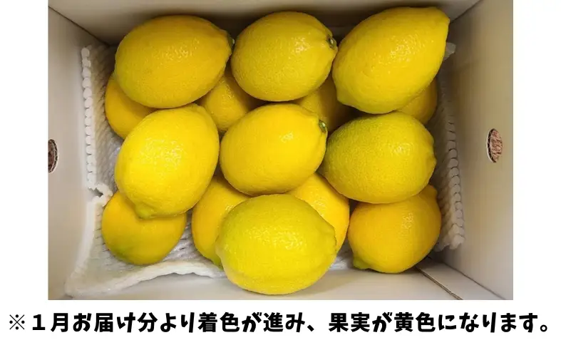 【2026年先行予約】レモン 愛媛 施設レモン ハウスレモン 2kg 【10月中旬から順次発送予定】数量限定 檸檬 柑橘 フルーツ ビタミン 池内果樹園 国産 伊予市｜A124