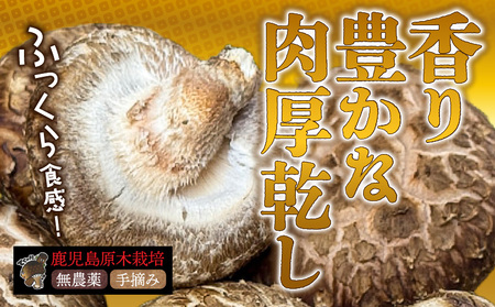 鹿児島 原木 乾燥 しいたけ 『 肉厚 （ 香茹 ） 』 約100g K205-003