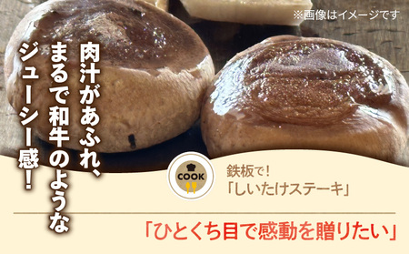 鹿児島 原木 生 しいたけ 約 500g K205-001