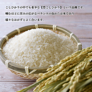 【令和７年産】豊こしひか 無洗米 5kg お米 米 静岡県 藤枝市 