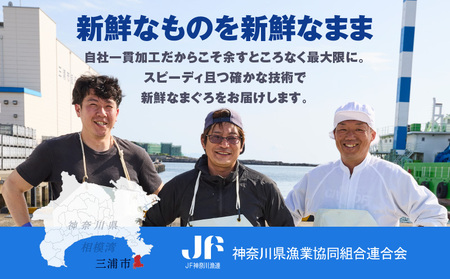 【入金確認後、7営業日以内に発送予定 または 配送月が選べる】【 神奈川県漁連 】 ＜ 小分けパック で 使いやすい ＞ 天然 三崎 まぐろ 漬け 5P ＆ タタキ 5P M077-014 冷凍 マグロ