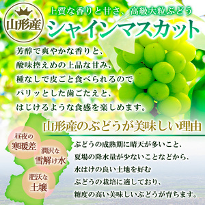 【家庭用】山形産 シャインマスカット 1.7kg(3～5房)【令和8年産先行予約】FS25-080