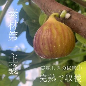 【数量限定】 ドライ いちじく 赤 180g 赤いちじく