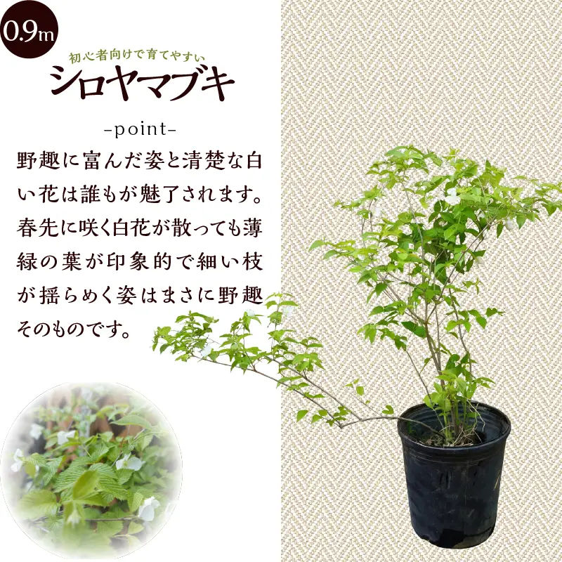 植木　白ヤマブキ　0.9ｍ