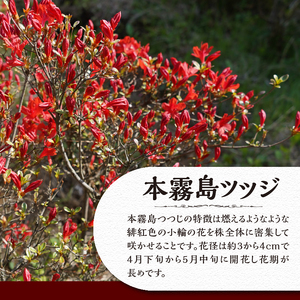 植木　本霧島ツツジ（赤）　0.8ｍ