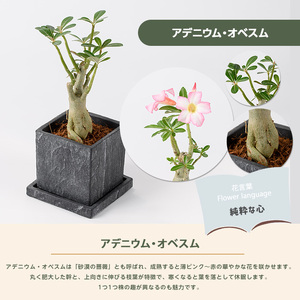 2026年5月中旬～発送【観葉植物】アデニウム・オベスム15cm～25cm (Green Base/IB003-053) 南国鹿児島県で育った 観葉植物！植物 鉢付 インテリア 室内 オフィス おしゃれ プレゼント ギフト 開店祝い 移転祝い ※北海道・沖縄・離島配送不可