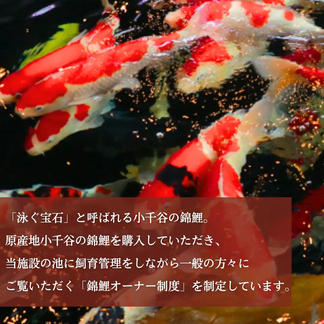 【錦鯉】錦鯉オーナー  サイズ50cm前後 | 新潟 錦鯉 オーナー
