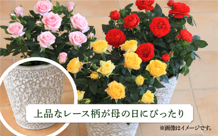 【母の日】ミニバラ ピンク 鉢植え レース柄 産地直送 品種おまかせ のため 訳あり [5月7日～10日 お届け] 四季咲き 花 ガーデニング 生産量 日本一 天皇杯 ※沖縄 離島配送不可 薔薇 セントラルローズ [mt1896pink] 10000円 1万