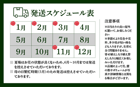 産地直送 ミニバラ トロフィーカップ（大） ふんわり（淡いMIX） [11月～4月 お届け] 品種 おまかせ のため 訳あり 訳アリ 四季咲き ミニバラ 花 ガーデニング 生産量 日本一 天皇杯 鉢植 ※沖縄 離島配送不可 薔薇 セントラルローズ [mt1903_awai] 100000円 10万