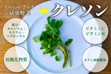 【注目のスーパーフード】天然クレソンパウダー 100g（国産 天然 粉末 パウダー 美容 野菜）