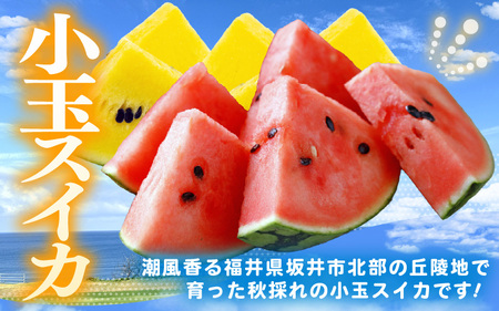 【先行予約】やまびこ農園の秋の赤と黄の小玉スイカ 食べ比べセット 合計2玉入り (1玉当たり：2kg前後) 【2026年9月中旬以降順次発送予定】 【スイカ 西瓜 すいか 小玉 デザート 果物 くだもの 秋 ジューシー お取り寄せ グルメ 産地直送】 [A-21903]