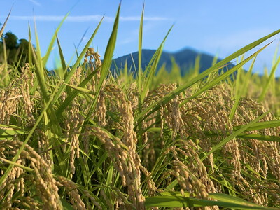 コシヒカリ 精米5kg 亀熊米 令和7年産 【茨城県共通返礼品　桜川市産】 ｜ 茨城県産 白米 米 コメ ※離島への配送不可