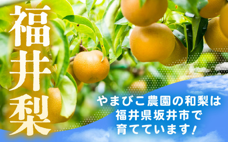 先行予約 幸水梨 3kg (3L～5Lサイズ) 6~8玉入り【2026年8月中旬～9月上旬発送】 梨 和梨 なし [A-21901_01]