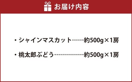 岡山県産 シャインマスカット 1房 ・ 桃太郎ぶどう 1房 （合計約1kg） 【2026年8月上旬～11月上旬まで順次発送予定】 葡萄 ぶどう ブドウ マスカット 果実 フルーツ 果物 種なし 皮ごと 大粒 セット 岡山県 倉敷市 冷蔵