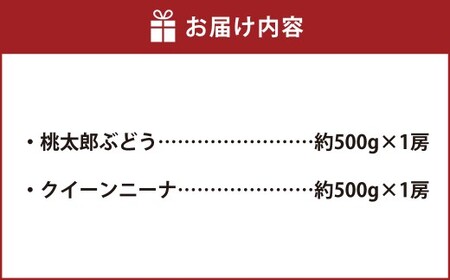 岡山県産 桃太郎ぶどう 1房 ・ クイーンニーナ 1房 （合計約1kg） 【2026年8月上旬～11月上旬まで順次発送予定】 ぶどう ブドウ 葡萄 果物 果実 フルーツ 種なし 大粒 セット 岡山県 倉敷市 冷蔵
